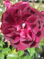 Preview: Strauchrose Burgundy Ice® - Rosa Burgundy Ice® - burgunderrot bis purpur - Duft+