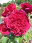 Preview: Englische Rose Darcey Bussell