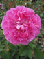 Preview: Englische Rose England's Rose