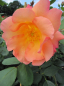 Preview: Englische Rose Fighting Temeraire