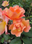 Preview: Englische Rose Fighting Temeraire