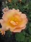 Preview: Englische Rose Fighting Temeraire