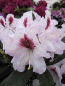 Preview: Rhododendron Hybride Maroon Sappho - Großblumige Alpenrose 30-40