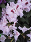 Preview: Rhododendron Hybride Maroon Sappho - Großblumige Alpenrose 30-40