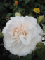 Preview: Englische Rose Great North Eastern