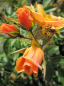 Preview: Englische Edelrosen Rose Happy Days