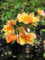 Preview: Englische Edelrosen Rose Happy Days