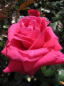 Preview: Edelrose Lady Mitchell® - Rosa Lady Mitchell® - rot - Duft++++ - Harkness-Rose