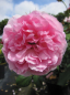 Preview: Englische Rose Maid Marion