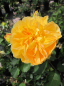 Preview: Englische Rose Molineux