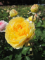 Preview: Englische Rose Molineux
