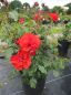 Preview: Beetrose Remembrance® - Rosa Remembrance® - orange-rot -Duft+ -  Harkness-Rose