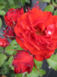 Preview: Beetrose Remembrance® - Rosa Remembrance® - orange-rot -Duft+ -  Harkness-Rose