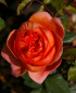 Preview: Englische Strauchrosen Rose Summer Song