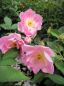 Preview: Englische Rose The Ladys Blush (R) - Englische Rose -