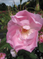 Preview: Englische Rose The Ladys Blush (R) - Englische Rose -