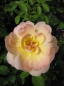 Preview: Englische Rose The Lark Ascending