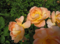 Preview: Englische Rose The Lark Ascending