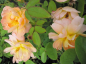 Preview: Englische Rose The Lark Ascending