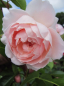 Preview: Rose The Wedgwood Rose