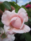 Preview: Rose The Wedgwood Rose
