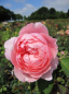 Preview: Englische Rose The Alnwick Rose (R) - Englische Rose -