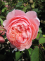 Preview: Englische Rose The Alnwick Rose (R) - Englische Rose -