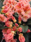 Preview: Rhododendron Hybride Mirabilis - Großblumige Alpenrose 30-40cm