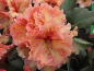 Preview: Rhododendron Hybride Mirabilis - Großblumige Alpenrose 30-40cm