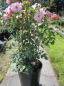 Preview: Kletterrose Bournonville (R) - Kletterrose -