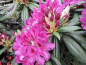 Preview: Rhododendron Hybride Mogambo - Großblumige Alpenrose - 30-40cm