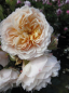 Preview: Kletterrose Ginger Syllabub