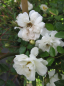 Preview: Kletterrose Niagara Falls (R) - Kletterrose -