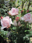 Preview: Kletterrose Papi Delbard (R) - Kletterrose -