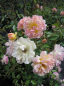 Preview: Kletterrose Phillis Bide (R) - Kletterrose -