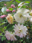 Preview: Kletterrose Phillis Bide (R) - Kletterrose -
