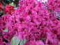 Preview: Rhododendron Hybride Olin D. Dobbs - Großblumige Alpenrose - 30-40cm