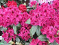 Preview: Rhododendron Hybride Olin D. Dobbs - Großblumige Alpenrose - 30-40cm