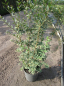 Preview: Cornus mas