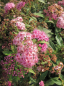 Preview: Spiraea japonica Shirobana - Zwergspiere - Harlekinspiere -  40-60