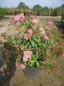 Preview: Spiraea japonica Shirobana - Zwergspiere - Harlekinspiere -  40-60