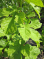 Preview: Morus nigra  - Schwarze Maulbeere - 40-60