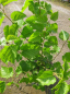 Preview: Morus nigra  - Schwarze Maulbeere - 40-60