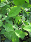 Preview: Laburnum anagyroides 1