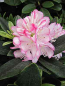 Preview: Rhododendron hybr. Picotee