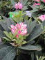 Preview: Rhododendron hybr. Picotee