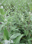 Preview: Caryopteris clandonensis Thetis (R) - Bartblume - 30-40