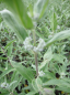 Preview: Caryopteris clandonensis Thetis (R) - Bartblume - 30-40