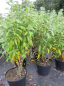 Preview: Caryopteris clandonensis Blue Balloon (R) - Bartblume - 30-40