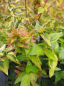 Preview: Abelia grandiflora Kaleidoscope  - Großblumige Abelie - 25-30